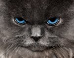 angry-looking-persian-cat