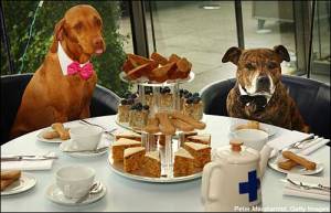 Tea parties for pets? How is that a thing? Even in England?