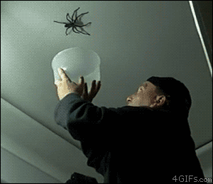 funny-nope-moment-fall-spider