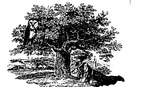 And a Spotted Owl activist chained to an old-growth pear tree.