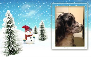 Wait... Let me get this straight. You bring a tree into the house and NOBODY gets to pee on it? How is that even a thing?