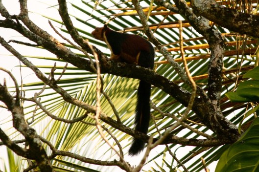 Jaya was sad to leave because she'd just discovered a squirrel-of-unusual size and wanted to take more pictures. (NOTE: 3-foot long Giant Malabar Squirrel) 
