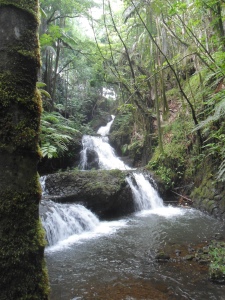 Waterfall in tropical garden on Big Island