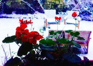 The dog has been out making doggie-angels in the snow, and is busy dripping all over the living room rug (the only actual good one in the house). It's been a strange, late winter here in Scotland. Just a week ago, I brought in the last of the roses. The geraniums in the window boxes are still blooming, despite the snow. In her blog post on Naming Storms in Britain and Ireland, my ever-entertaining fellow expat, Ellen Hawley, talks about the political and social comparisons of named storms in the US and UK. It reminded me of a weather post from a few years ago. Enjoy!