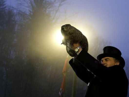 According THIS ENTRY in Wikipedia: The first documented American reference to Groundhog Day can be found in a diary entry,[9] dated February 4, 1841, of Morgantown, Pennsylvania, storekeeper James Morris: Last Tuesday, the 2nd, was Candlemas day, the day on which, according to the Germans,[10] the Groundhog peeps out of his winter quarters and if he sees his shadow he pops back for another six weeks nap, but if the day be cloudy he remains out, as the weather is to be moderate. Clymer H. Freas, the politically savvy editor of the local Punxsutawney Spirit newspaper, lost no time in promoting their local groundhog as the nation's official “Groundhog Day meteorologist.” [Image Credit: USA Today] http://www.usatoday.com/story/news/nation/2015/01/30/groundhog-day-facts-punxsutawney-phil/22587017/
