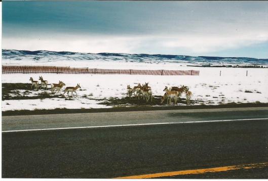 Deer on the roadside, Laramie, Wyoming