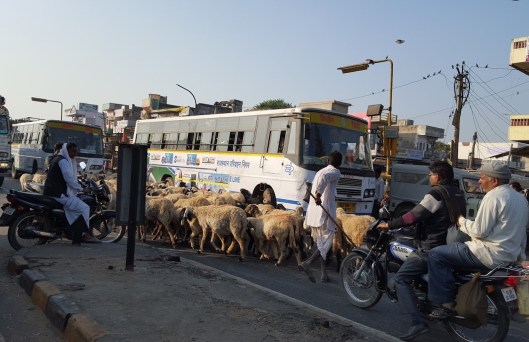 Determining the right of way? Sheep win. Cows rule. [image credit: (c) J Roper 2016)