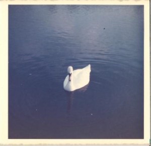 This is NOT Elyse. It is a duck. Elyse would love to post her picture, but because of a little misunderstanding involving the International Brotherhood of Toilet Paper Producers and an Order of Protection, her appearance has been disguised to protect her family from TP-related acts of retaliation.