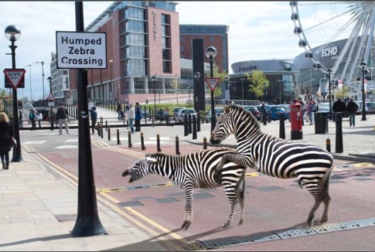 [image credit: hairyphotographer.com] http://hairyphotographer.co.uk/humped-zebra-crossing/