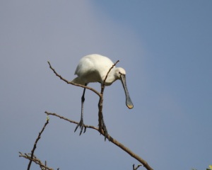 Spoonbills performing amazing highwire balancing acts