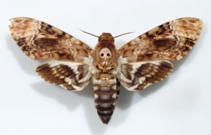 Deaths Head Moth