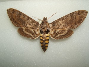 Manduca sexta